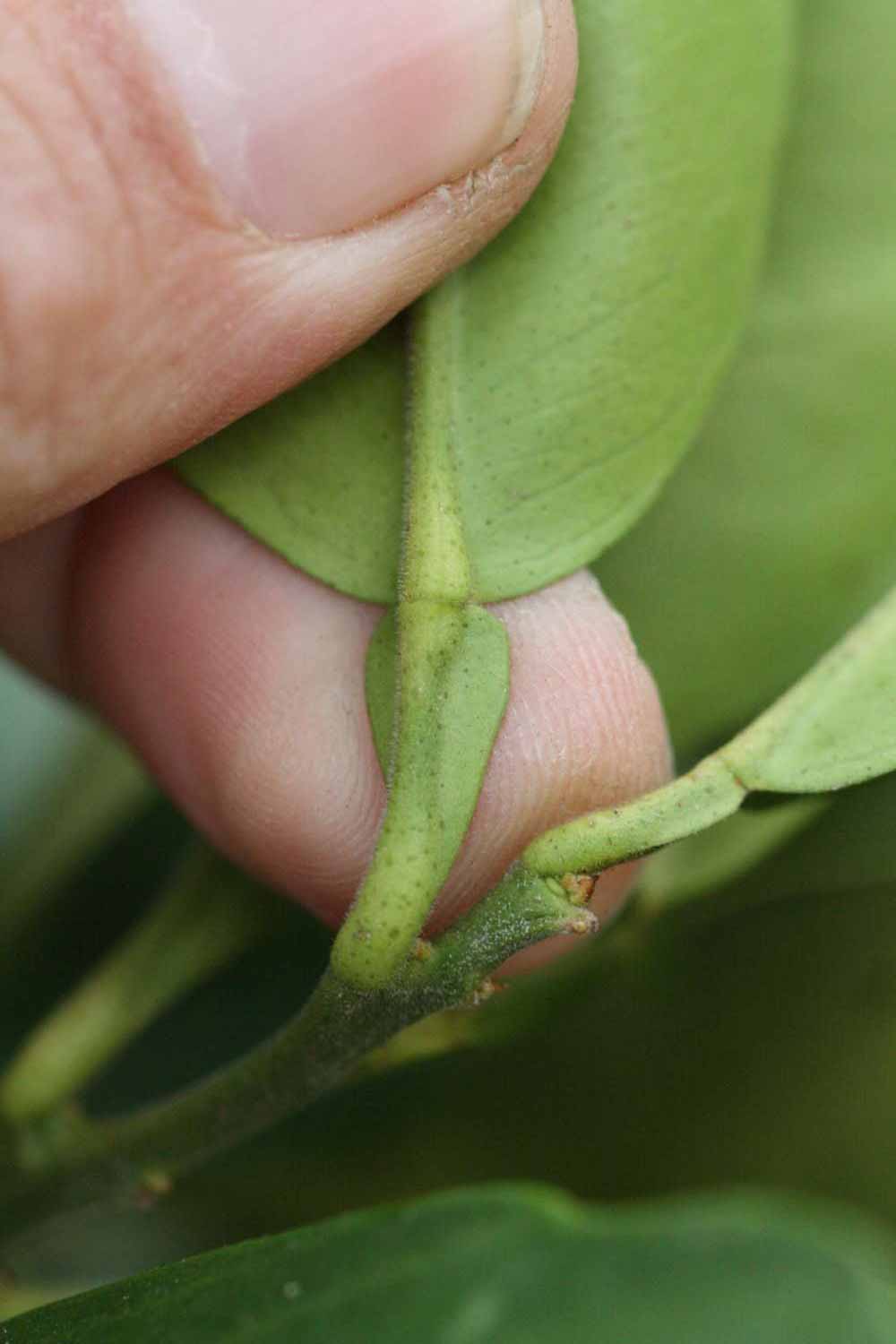            Petiole (Moanalua, Riverside, CA)   